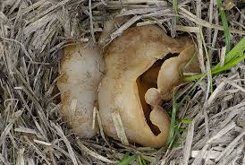 Attēlu rezultāti vaicājumam “Peziza vesiculosa”