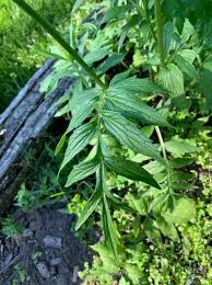 Attēlu rezultāti vaicājumam “Valeriana officinalis leaf”