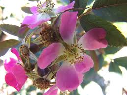 Attēlu rezultāti vaicājumam “Rosa glauca flower”