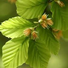Attēlu rezultāti vaicājumam “Fagus sylvatica flower”