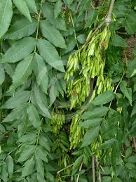 Attēlu rezultāti vaicājumam “Fraxinus excelsior fruit”