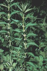 Attēlu rezultāti vaicājumam “Lycogala succineum”