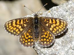 Attēlu rezultāti vaicājumam “Mellicta athalia upperside”