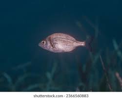 Image result for Spondyliosoma cantharus