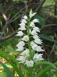 Attēlu rezultāti vaicājumam “Cephalanthera longifolia”
