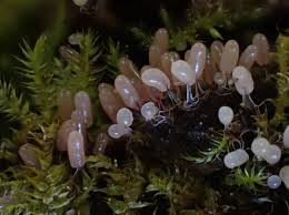 Attēlu rezultāti vaicājumam “Stemonitopsis typhina stalked”