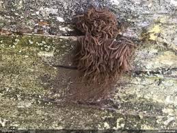 Attēlu rezultāti vaicājumam “Stemonitopsis hyperopta var. landewaldii young”