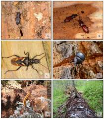 Attēlu rezultāti vaicājumam “Grynocharis oblonga”