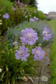 Image result for scabiosa caucasica