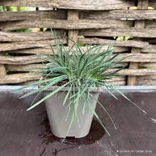 Attēlu rezultāti vaicājumam “Koeleria glauca”