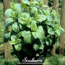 Image result for Melissa officinalis