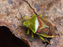 Attēlu rezultāti vaicājumam “Elasmostethus interstinctus”