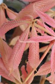 Attēlu rezultāti vaicājumam “Aesculus x neglecta”