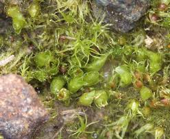 Attēlu rezultāti vaicājumam “Acaulon muticum”