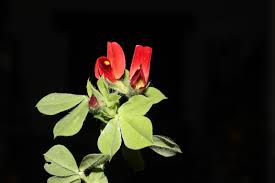 Image result for Lotus tetragonolobus