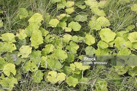 Attēlu rezultāti vaicājumam “Tussilago farfara leaf”