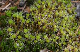 Attēlu rezultāti vaicājumam “Dicranales”