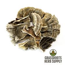 Attēlu rezultāti vaicājumam “Trametes”