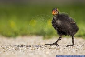 Attēlu rezultāti vaicājumam “Fulica atra”