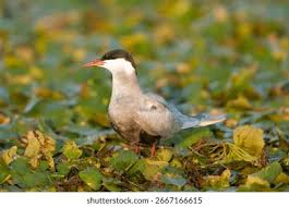 Attēlu rezultāti vaicājumam “Chlidonias hybrida”