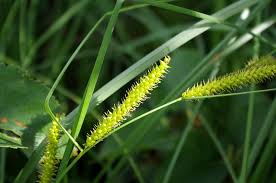 Attēlu rezultāti vaicājumam “Carex rostrata”