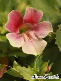 Image result for Mimulus x hybrida