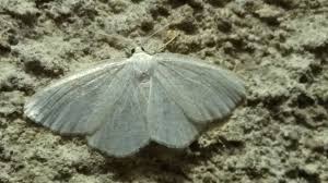 Attēlu rezultāti vaicājumam “Cabera pusaria”