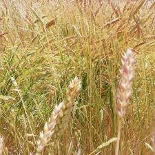 Attēlu rezultāti vaicājumam “Triticum aestivum”
