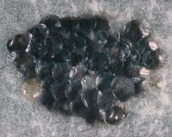 Attēlu rezultāti vaicājumam “Trichoptera egg mass”