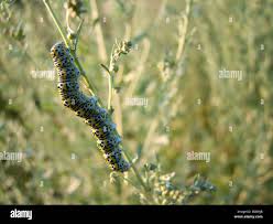 Attēlu rezultāti vaicājumam “Cucullia lucifuga larva”