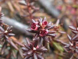 Attēlu rezultāti vaicājumam “Empetrum nigrum flower”