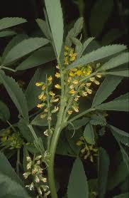 Attēlu rezultāti vaicājumam “Melilotus wolgicus”