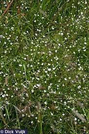 Attēlu rezultāti vaicājumam “Stellaria graminea”