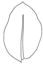 Attēlu rezultāti vaicājumam “Pseudobryum cinclidioides cells”