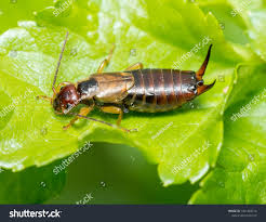 Attēlu rezultāti vaicājumam “Forficula auricularia”