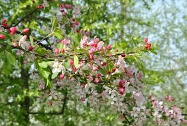 Attēlu rezultāti vaicājumam “Malus”