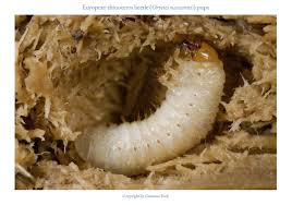 Attēlu rezultāti vaicājumam “Oryctes nasicornis larva”