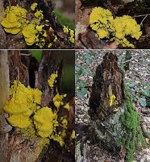 Attēlu rezultāti vaicājumam “Fuligo laevis”