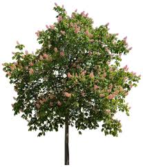 Attēlu rezultāti vaicājumam “Aesculus hippocastanum”