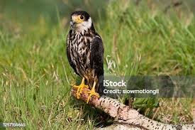 Attēlu rezultāti vaicājumam “Falco subbuteo adult”