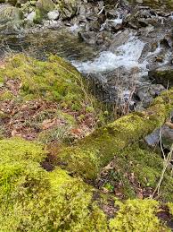 Attēlu rezultāti vaicājumam “Jamesoniella autumnalis sporophyte”