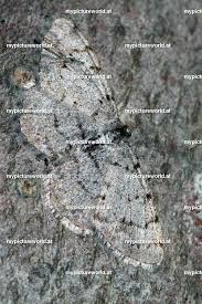 Attēlu rezultāti vaicājumam “Aethalura punctulata”