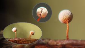 Attēlu rezultāti vaicājumam “Physarum gravidum”