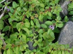 Attēlu rezultāti vaicājumam “Mentha arvensis”