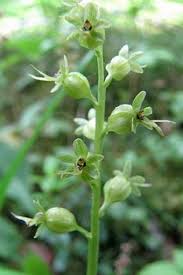 Attēlu rezultāti vaicājumam “Listera cordata fruit”