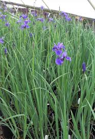 Attēlu rezultāti vaicājumam “Iris sibirica leaf”