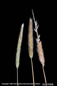 Attēlu rezultāti vaicājumam “Alopecurus pratensis flower”