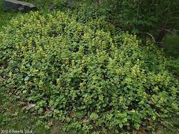 Attēlu rezultāti vaicājumam “Lamiastrum galeobdolon bud”