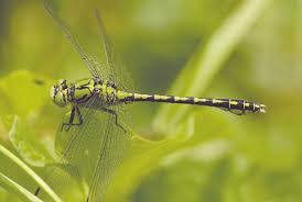 Attēlu rezultāti vaicājumam “Gomphus flavipes”