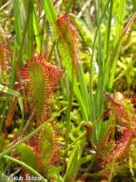 Attēlu rezultāti vaicājumam “Drosera anglica fruit”
